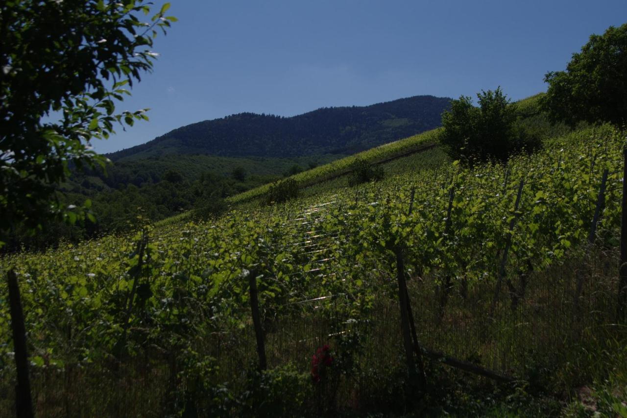Bernardvillé Gite De Charme Au Coeur Du Vignoble Alsacien מראה חיצוני תמונה